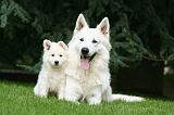 BERGER BLANC SUISSE - ADULTS ET PUPPIES 075